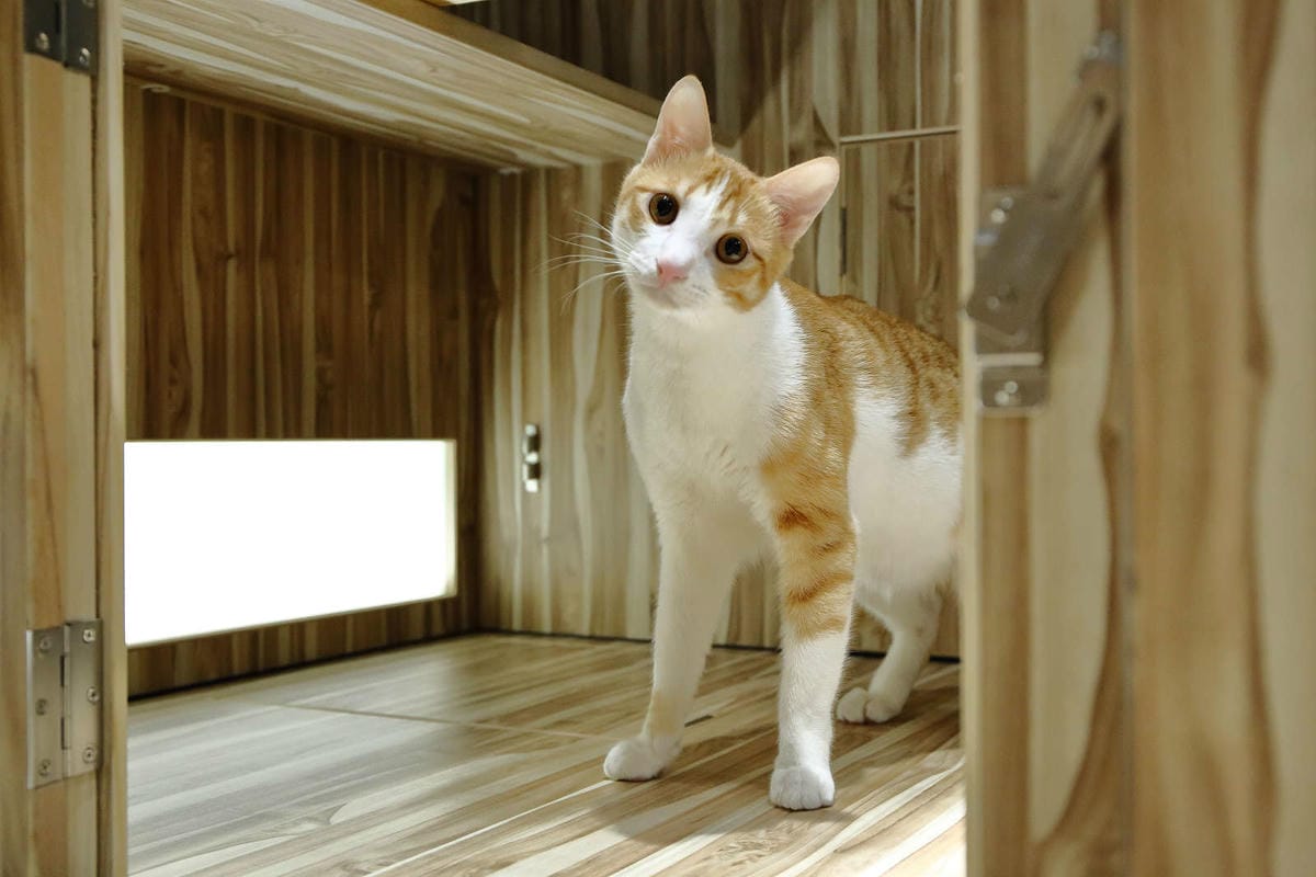 【寵物旅館。桃園】悠遊貓旅-專屬貓咪住宿〜桃園/大園貓咪旅館。貓奴推薦！專屬貓咪旅館，獨立房間與活動空間，主人們放心去旅行吧！