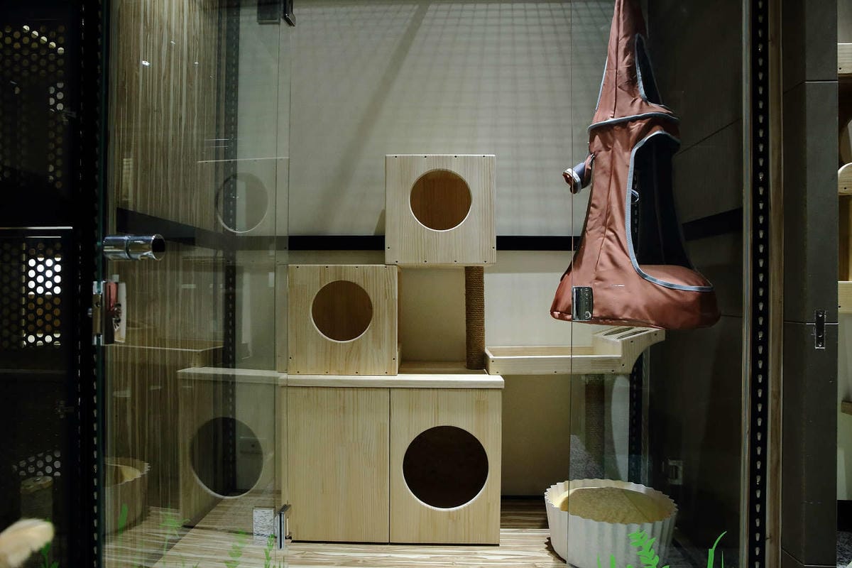 【寵物旅館。桃園】悠遊貓旅-專屬貓咪住宿〜桃園/大園貓咪旅館。貓奴推薦！專屬貓咪旅館，獨立房間與活動空間，主人們放心去旅行吧！