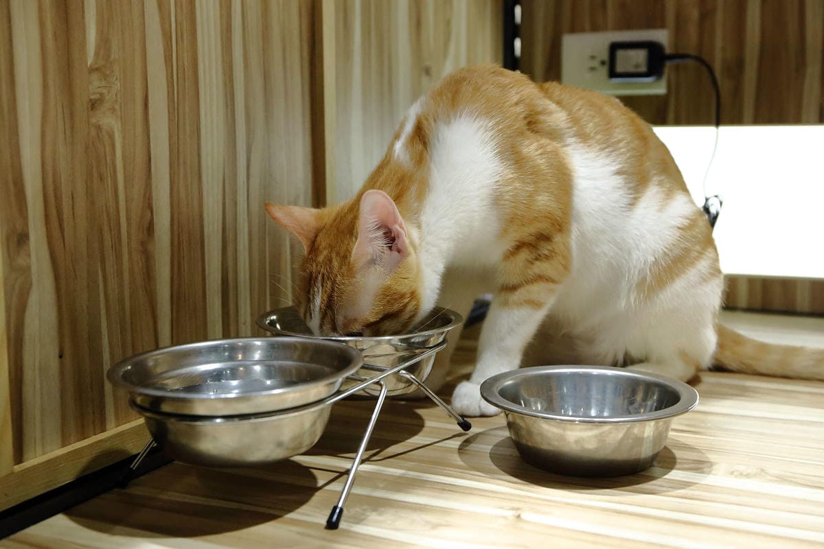 【寵物旅館。桃園】悠遊貓旅-專屬貓咪住宿〜桃園/大園貓咪旅館。貓奴推薦！專屬貓咪旅館，獨立房間與活動空間，主人們放心去旅行吧！