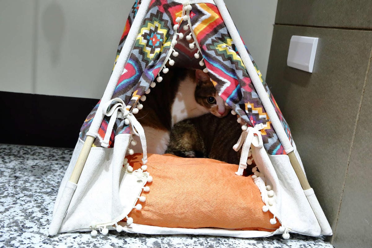 【寵物旅館。桃園】悠遊貓旅-專屬貓咪住宿〜桃園/大園貓咪旅館。貓奴推薦！專屬貓咪旅館，獨立房間與活動空間，主人們放心去旅行吧！