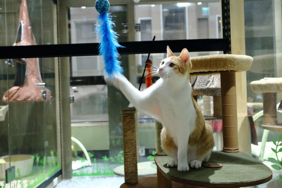 【寵物旅館。桃園】悠遊貓旅-專屬貓咪住宿〜桃園/大園貓咪旅館。貓奴推薦！專屬貓咪旅館，獨立房間與活動空間，主人們放心去旅行吧！