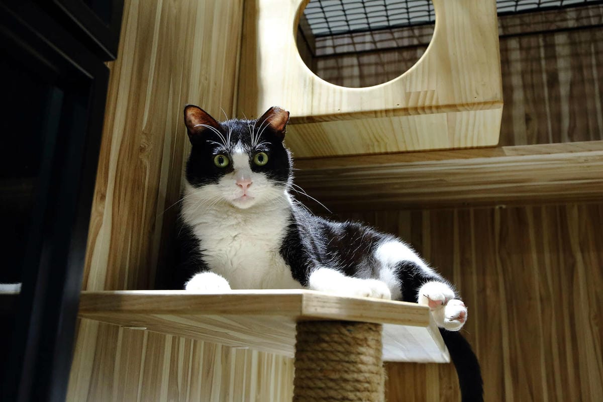 【寵物旅館。桃園】悠遊貓旅-專屬貓咪住宿〜桃園/大園貓咪旅館。貓奴推薦！專屬貓咪旅館，獨立房間與活動空間，主人們放心去旅行吧！