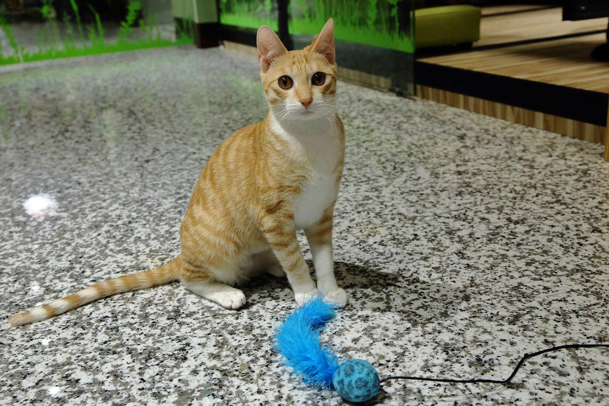 【寵物旅館。桃園】悠遊貓旅-專屬貓咪住宿〜桃園/大園貓咪旅館。貓奴推薦！專屬貓咪旅館，獨立房間與活動空間，主人們放心去旅行吧！