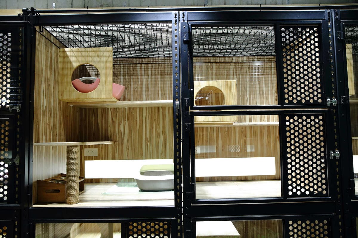 【寵物旅館。桃園】悠遊貓旅-專屬貓咪住宿〜桃園/大園貓咪旅館。貓奴推薦！專屬貓咪旅館，獨立房間與活動空間，主人們放心去旅行吧！