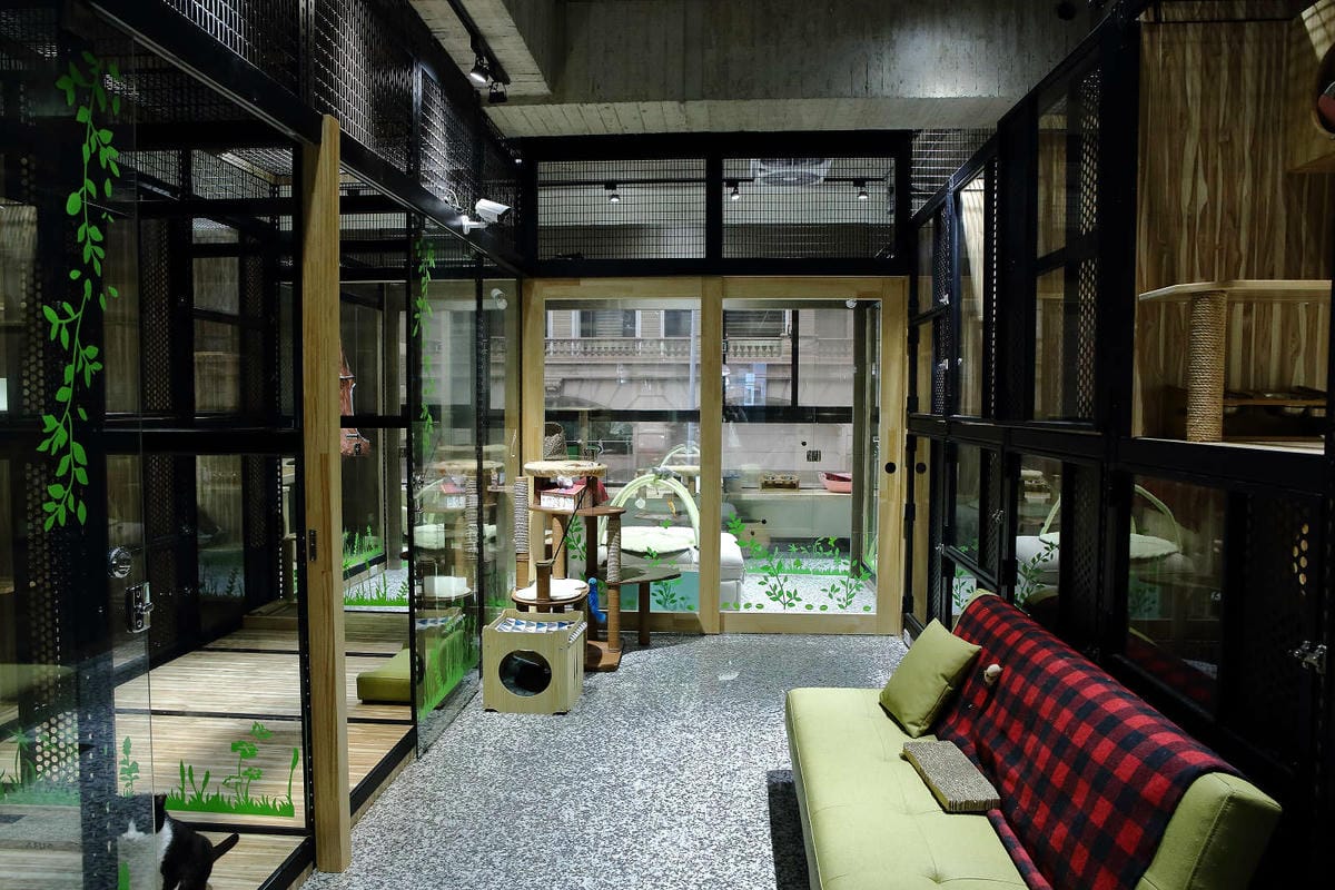 【寵物旅館。桃園】悠遊貓旅-專屬貓咪住宿〜桃園/大園貓咪旅館。貓奴推薦！專屬貓咪旅館，獨立房間與活動空間，主人們放心去旅行吧！