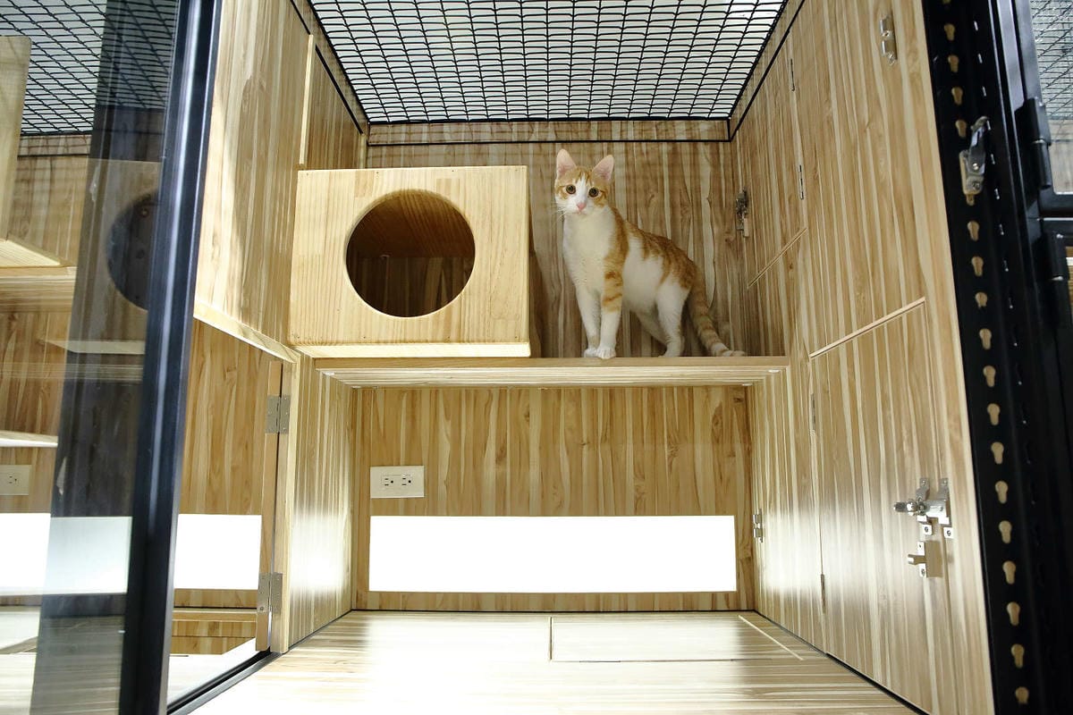 【寵物旅館。桃園】悠遊貓旅-專屬貓咪住宿〜桃園/大園貓咪旅館。貓奴推薦！專屬貓咪旅館，獨立房間與活動空間，主人們放心去旅行吧！