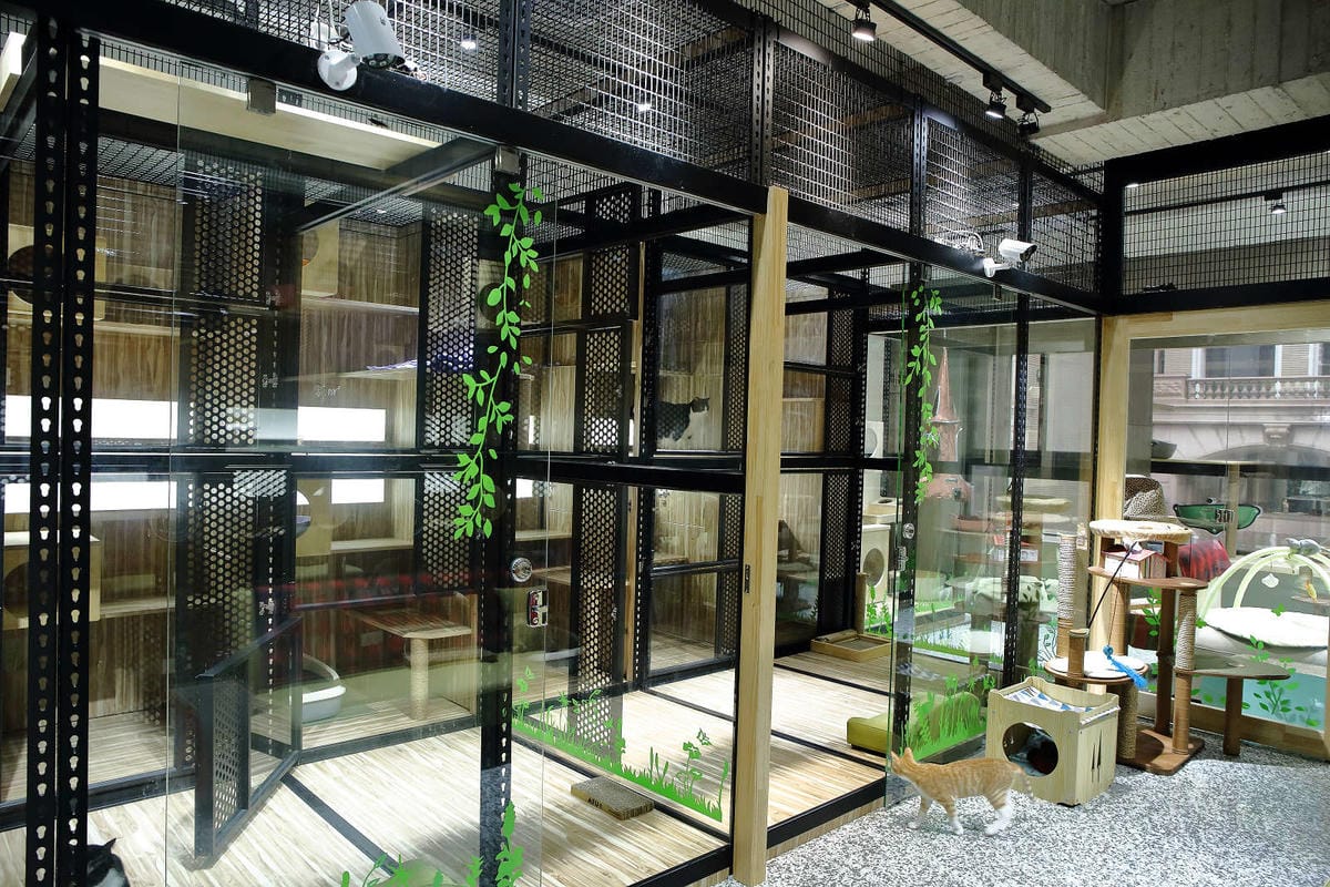 【寵物旅館。桃園】悠遊貓旅-專屬貓咪住宿〜桃園/大園貓咪旅館。貓奴推薦！專屬貓咪旅館，獨立房間與活動空間，主人們放心去旅行吧！