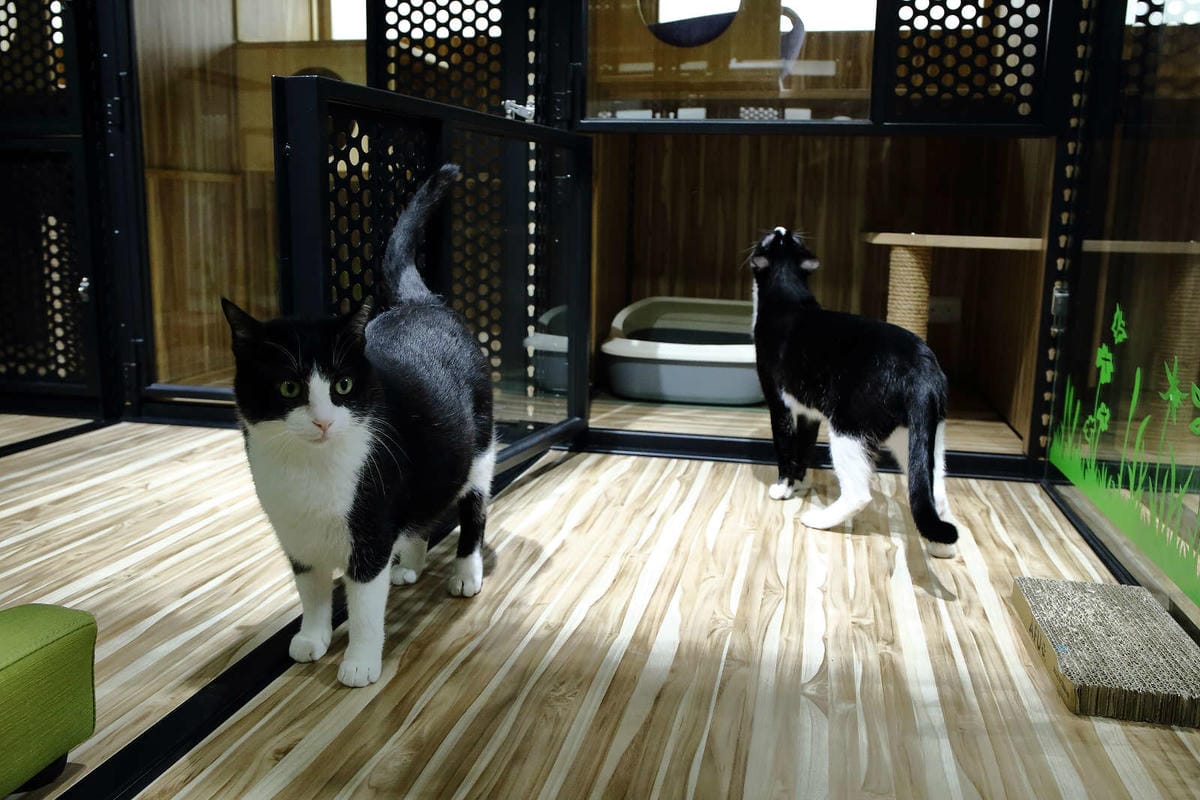 【寵物旅館。桃園】悠遊貓旅-專屬貓咪住宿〜桃園/大園貓咪旅館。貓奴推薦！專屬貓咪旅館，獨立房間與活動空間，主人們放心去旅行吧！