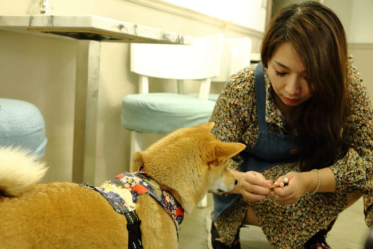 【食。板橋】Jetaime玖甜〜板橋巷弄隱藏版早午餐。網美必拍IG人氣餐廳，絕不能錯過的好拍好吃新美食(寵物友善餐廳)