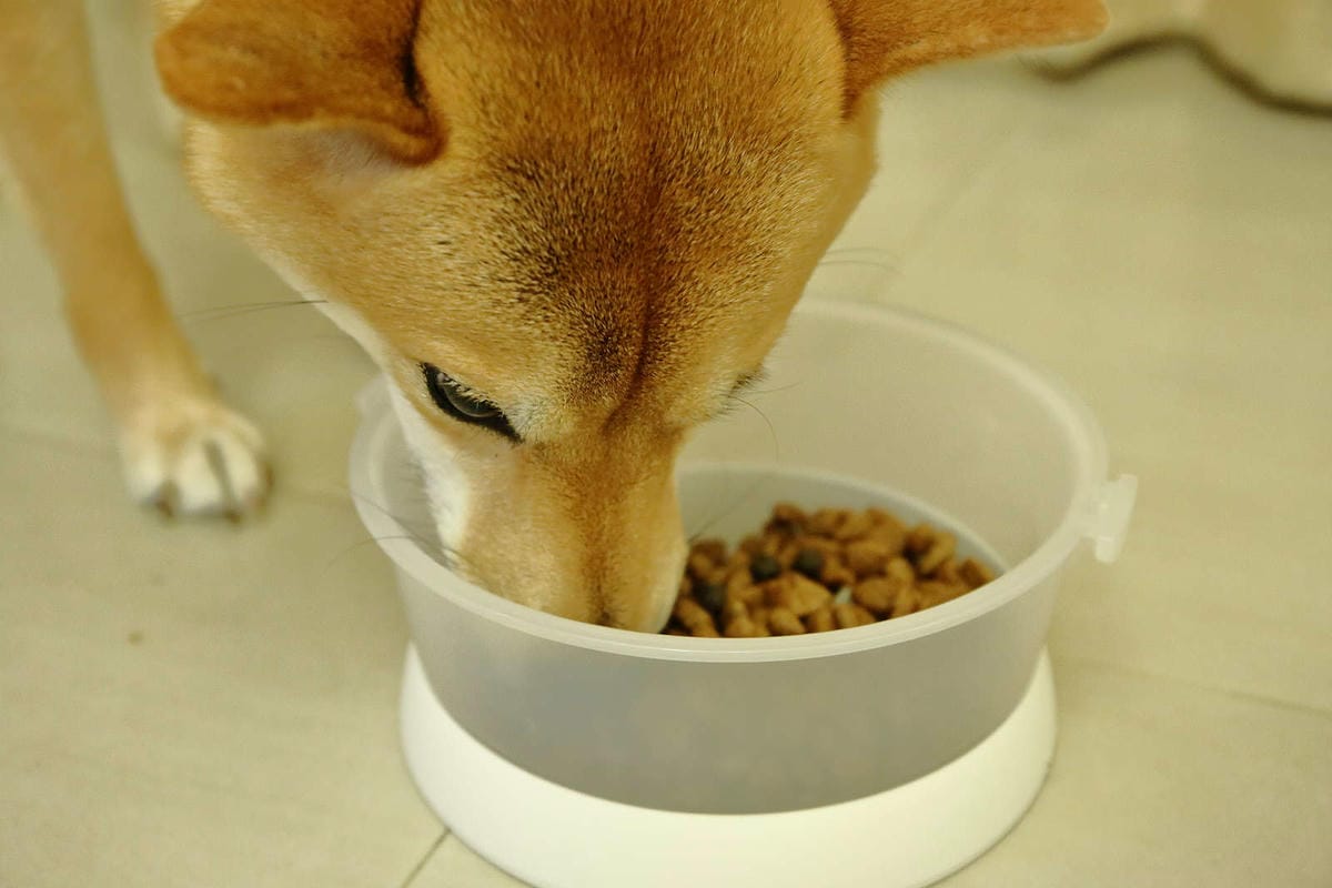 【寵物飼料推薦】Blue Buffalo藍饌天然寵糧〜來自美國銷售第一領導品牌！毛小孩的專屬私廚，獨家冷製法製造的抗氧顆粒，滿足強化毛小孩的健康需求！