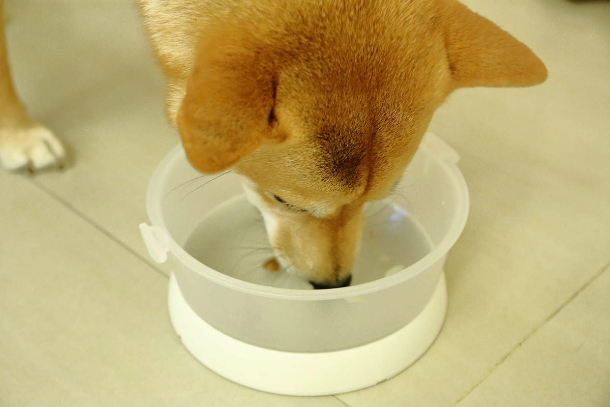 【寵物飼料推薦】Blue Buffalo藍饌天然寵糧〜來自美國銷售第一領導品牌！毛小孩的專屬私廚，獨家冷製法製造的抗氧顆粒，滿足強化毛小孩的健康需求！