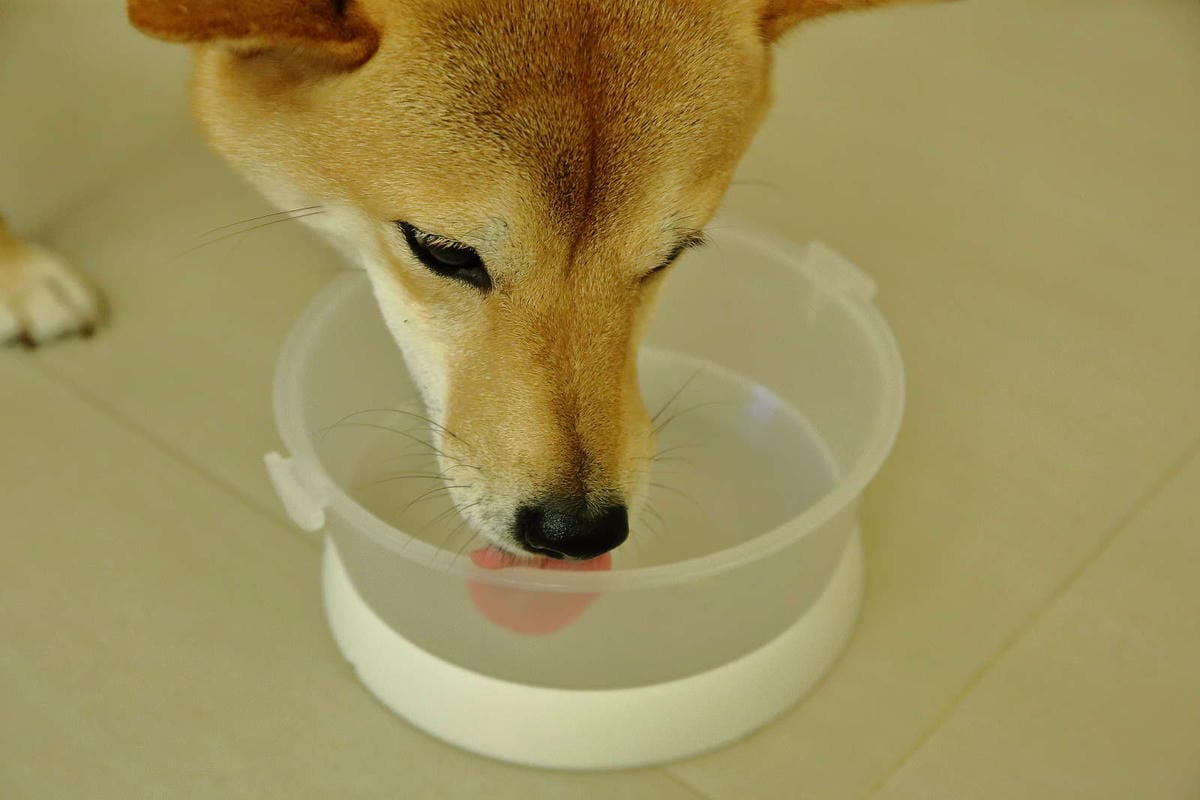 【寵物飼料推薦】Blue Buffalo藍饌天然寵糧〜來自美國銷售第一領導品牌！毛小孩的專屬私廚，獨家冷製法製造的抗氧顆粒，滿足強化毛小孩的健康需求！