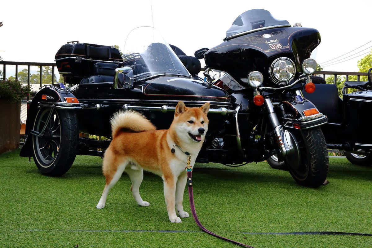 【遊。新竹】SRC北埔印象咖啡民宿〜新竹北埔特色餐廳。超狂！鋼鐵暴龍、重機、古董車大陣容現身，重機迷一定不能錯過的呀！