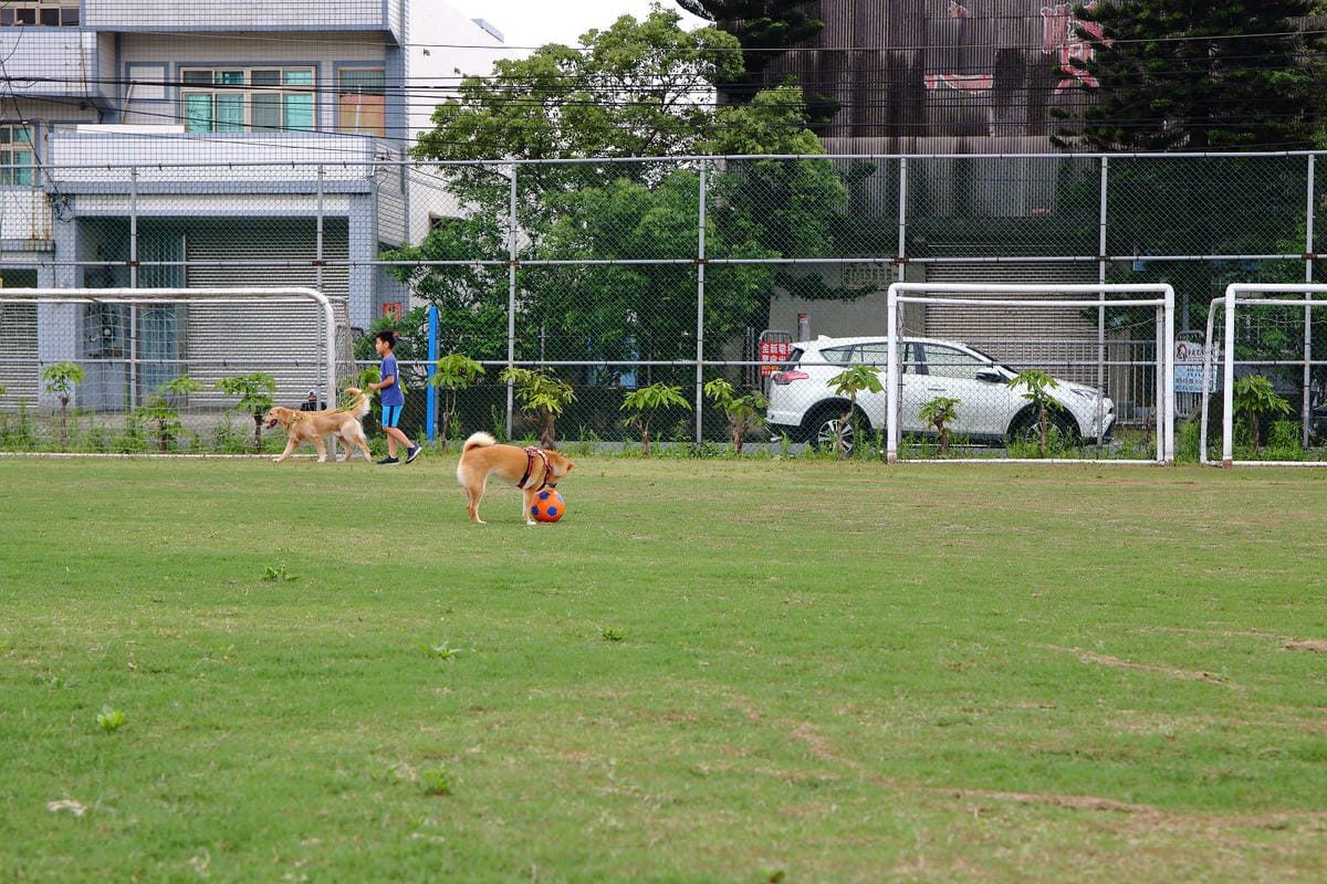 【食。大園】陽光莊園〜桃園親子寵物餐廳推薦。彩色貨櫃屋×庭園風×大草皮×沙坑，大人小孩和毛孩都能開心的好地方！