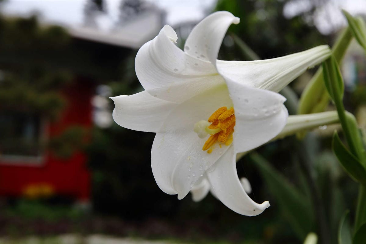 【食。大園】陽光莊園〜桃園親子寵物餐廳推薦。彩色貨櫃屋×庭園風×大草皮×沙坑，大人小孩和毛孩都能開心的好地方！