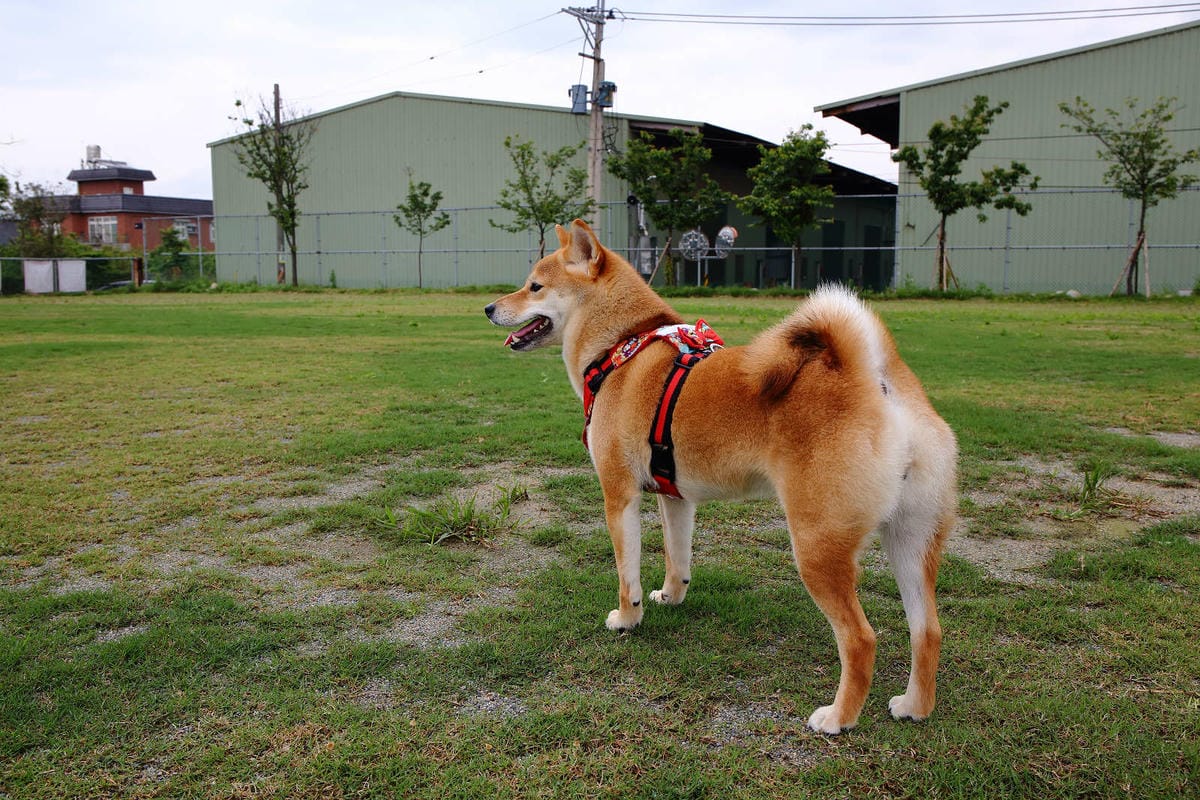 【食。大園】陽光莊園〜桃園親子寵物餐廳推薦。彩色貨櫃屋×庭園風×大草皮×沙坑，大人小孩和毛孩都能開心的好地方！