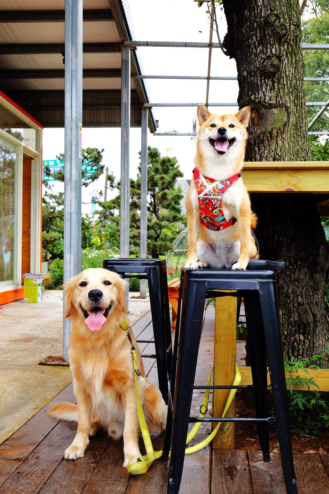 【食。大園】陽光莊園〜桃園親子寵物餐廳推薦。彩色貨櫃屋×庭園風×大草皮×沙坑，大人小孩和毛孩都能開心的好地方！