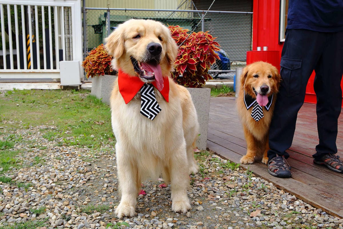 【食。大園】陽光莊園〜桃園親子寵物餐廳推薦。彩色貨櫃屋×庭園風×大草皮×沙坑，大人小孩和毛孩都能開心的好地方！