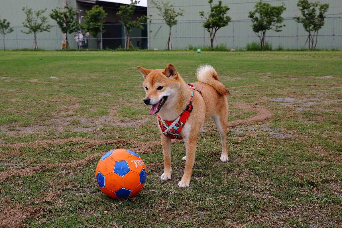 【食。大園】陽光莊園〜桃園親子寵物餐廳推薦。彩色貨櫃屋×庭園風×大草皮×沙坑，大人小孩和毛孩都能開心的好地方！