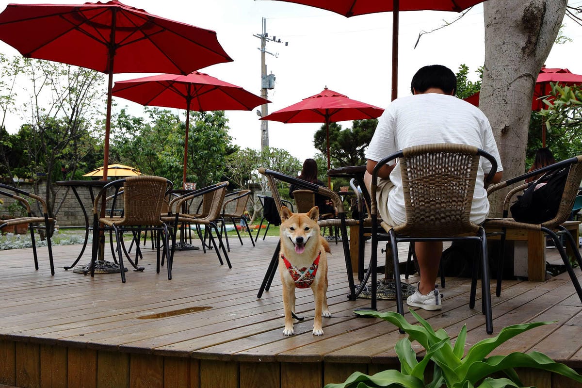 【食。大園】陽光莊園〜桃園親子寵物餐廳推薦。彩色貨櫃屋×庭園風×大草皮×沙坑，大人小孩和毛孩都能開心的好地方！