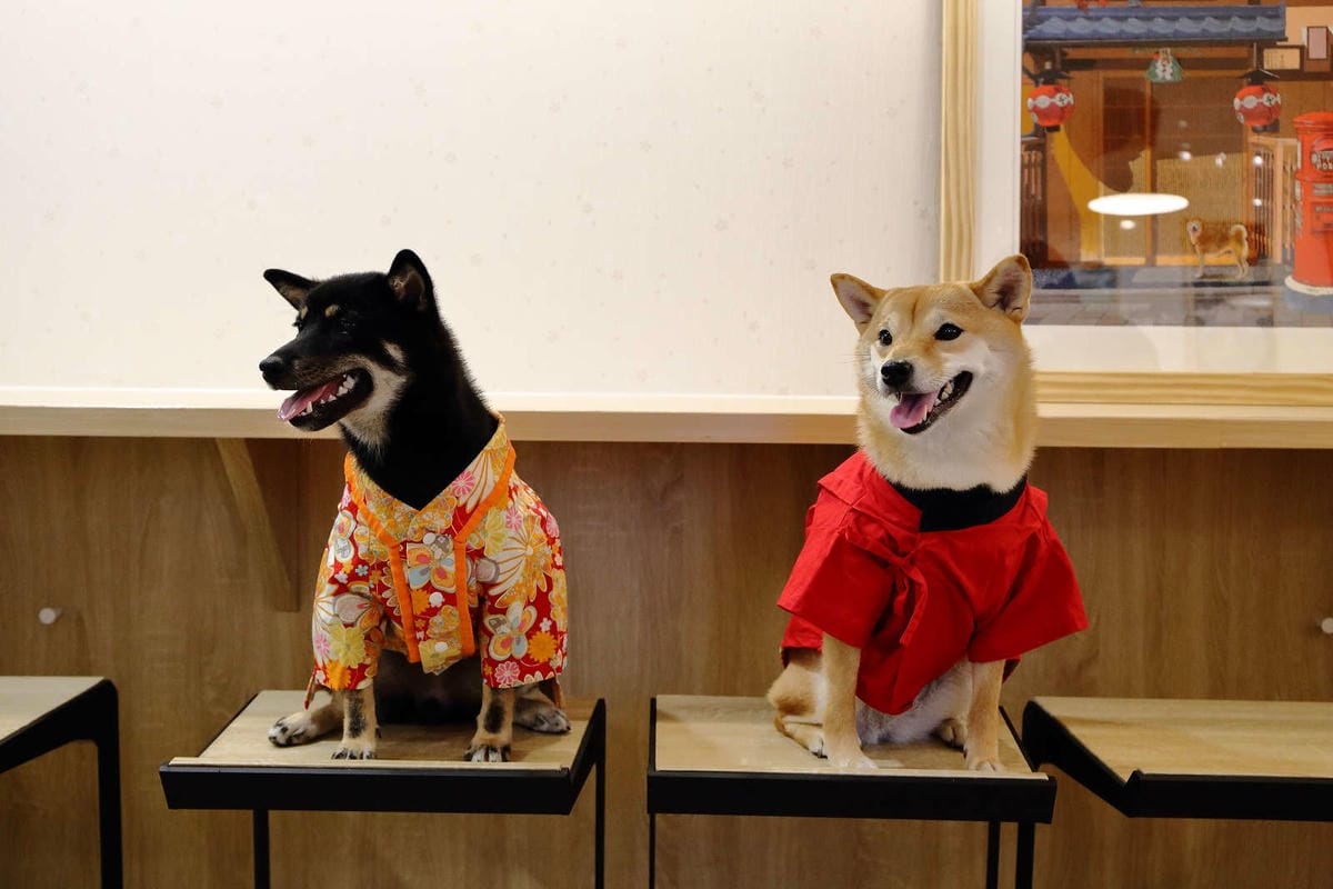 【食。台中】此木二水 Shiba Kori〜柴犬雪花冰專売店。超療癒柴犬、日式手工冰磚，今夏人氣必吃的冰品！