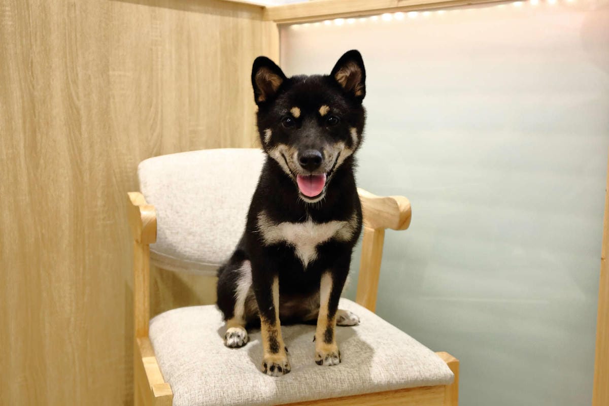 【食。台中】此木二水 Shiba Kori〜柴犬雪花冰專売店。超療癒柴犬、日式手工冰磚，今夏人氣必吃的冰品！