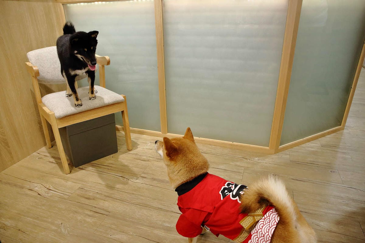 【食。台中】此木二水 Shiba Kori〜柴犬雪花冰專売店。超療癒柴犬、日式手工冰磚，今夏人氣必吃的冰品！