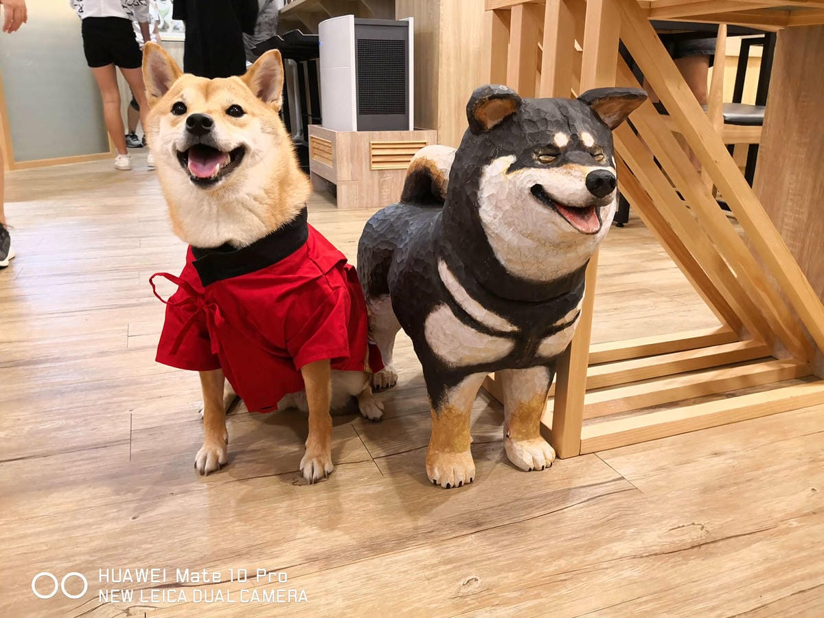 【食。台中】此木二水 Shiba Kori〜柴犬雪花冰專売店。超療癒柴犬、日式手工冰磚，今夏人氣必吃的冰品！