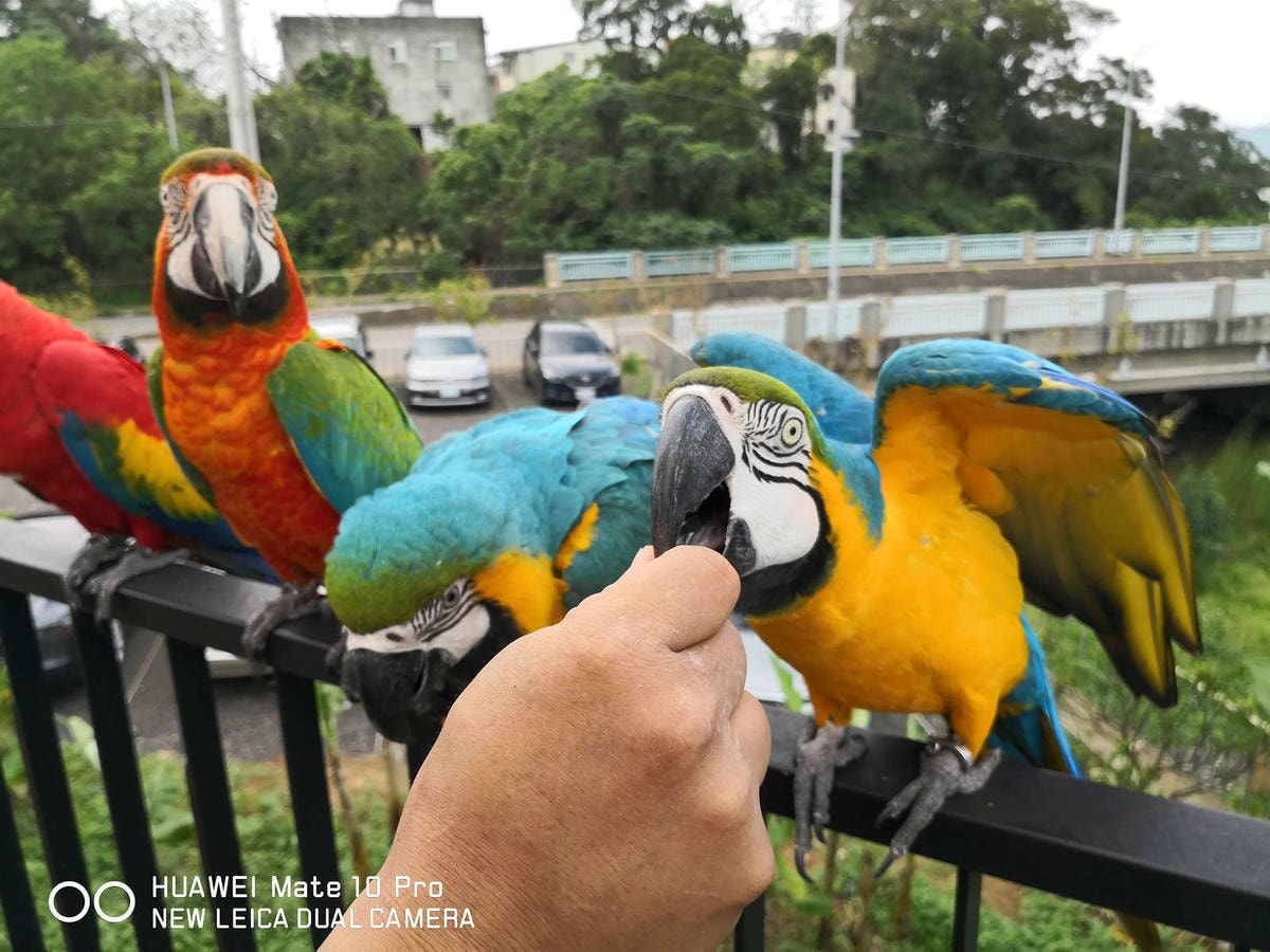 【食。新竹】卡菲努努明星店〜竹東景觀餐廳。親子寵物友善餐廳,小孩跟寵物的小樂園,餐點超水準,平價又好吃!