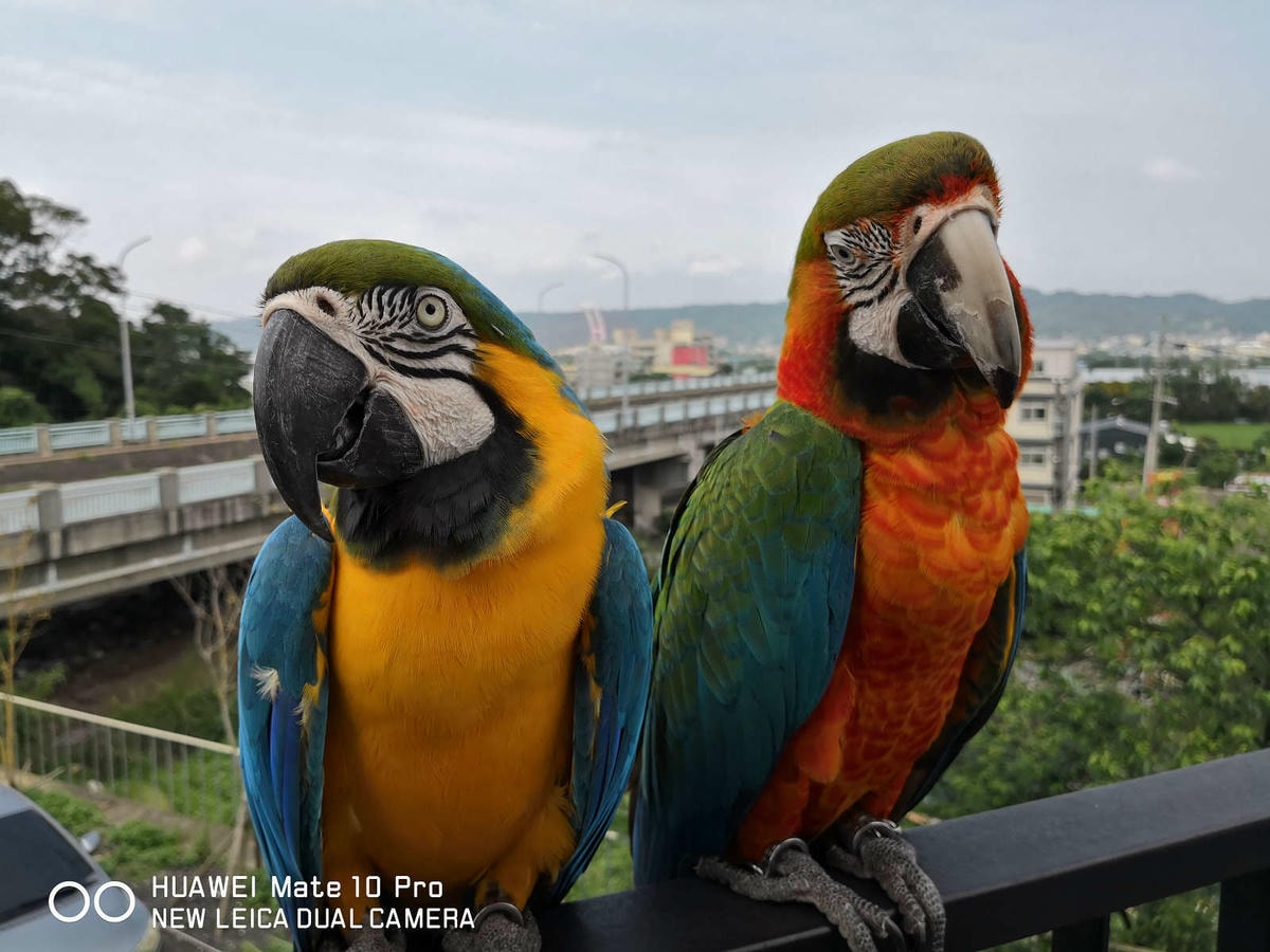 【食。新竹】卡菲努努明星店〜竹東景觀餐廳。親子寵物友善餐廳,小孩跟寵物的小樂園,餐點超水準,平價又好吃!