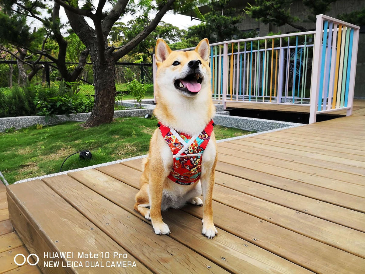 【食。新竹】卡菲努努明星店〜竹東景觀餐廳。親子寵物友善餐廳,小孩跟寵物的小樂園,餐點超水準,平價又好吃!