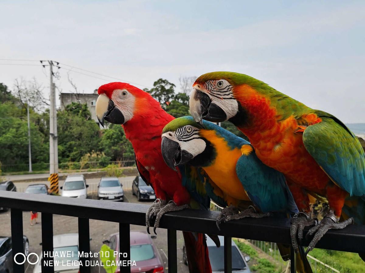 【食。新竹】卡菲努努明星店〜竹東景觀餐廳。親子寵物友善餐廳,小孩跟寵物的小樂園,餐點超水準,平價又好吃!