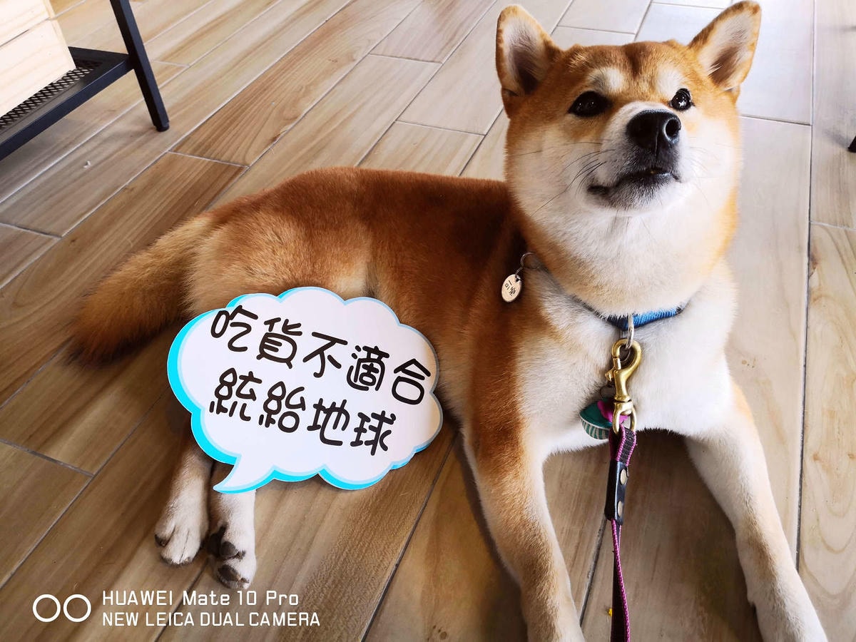 【食。新竹】卡菲努努明星店〜竹東景觀餐廳。親子寵物友善餐廳,小孩跟寵物的小樂園,餐點超水準,平價又好吃!