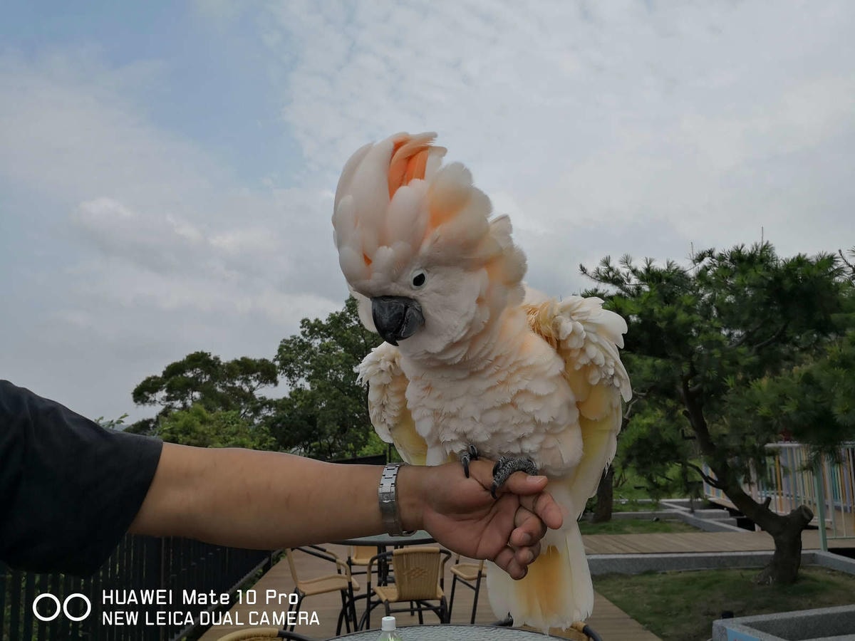 【食。新竹】卡菲努努明星店〜竹東景觀餐廳。親子寵物友善餐廳,小孩跟寵物的小樂園,餐點超水準,平價又好吃!