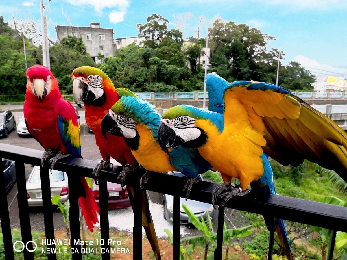 【食。新竹】卡菲努努明星店〜竹東景觀餐廳。親子寵物友善餐廳,小孩跟寵物的小樂園,餐點超水準,平價又好吃!