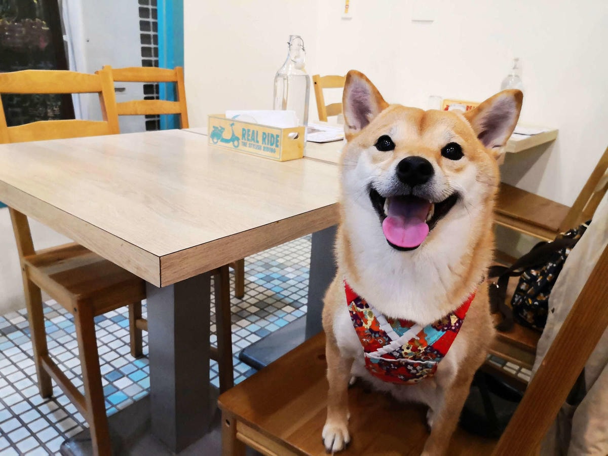 【食。樹林.三峽北大特區】STEAK BOY牛排小子〜平價也可以吃的一份好牛排!毛爸媽請注意,寵餐只要250元牛排吃到飽!(已歇業)