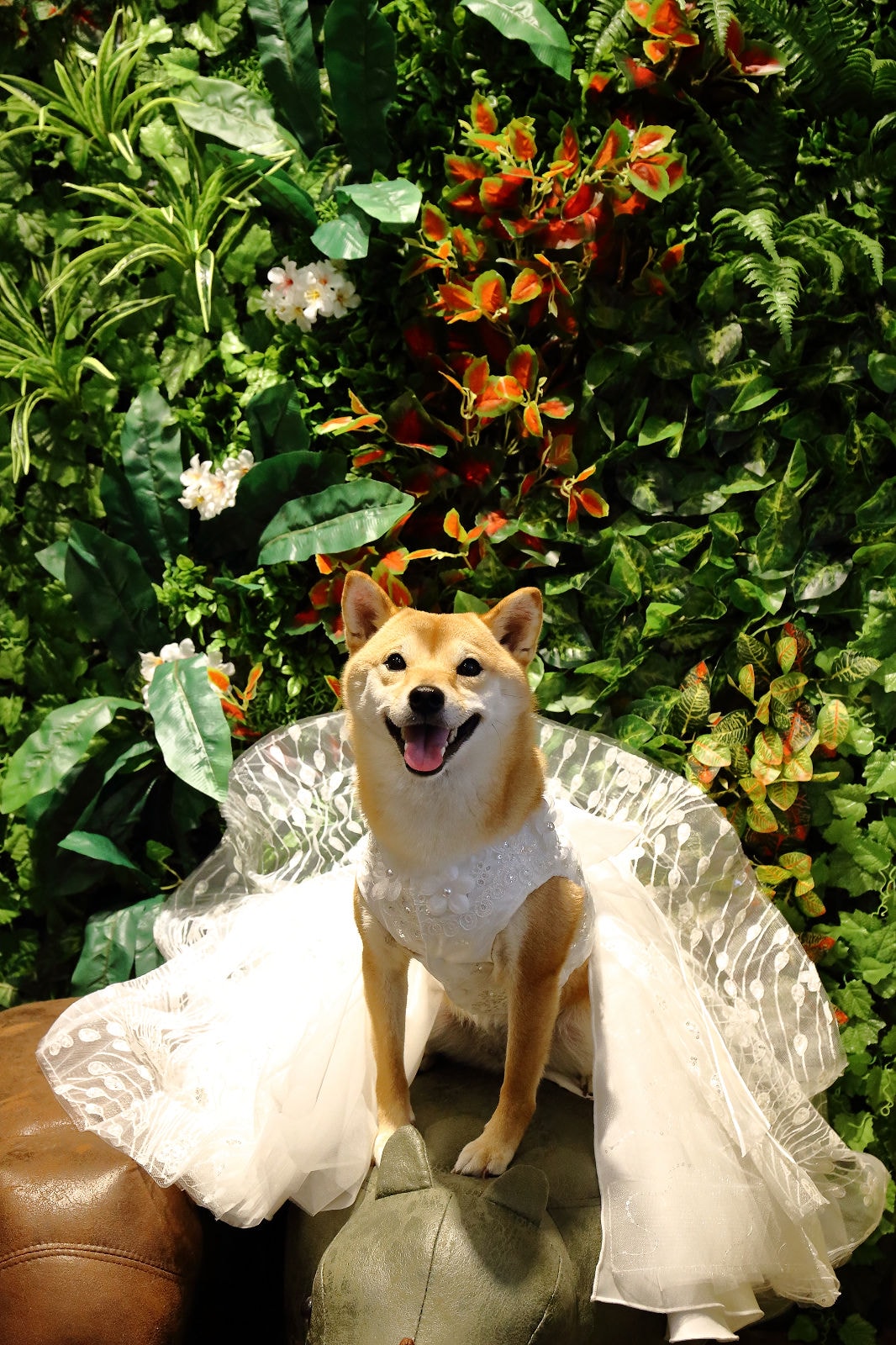 【食。台中】森林小徑-大墩店〜IG瘋打卡!當個森林系女孩!療癒喵店長坐檯陪你吃,味蕾與視覺的享受!