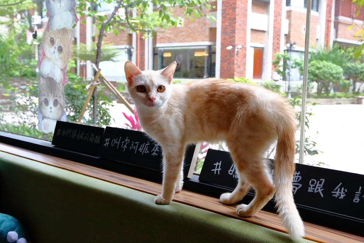 【食。台中】森林小徑-大墩店〜IG瘋打卡!當個森林系女孩!療癒喵店長坐檯陪你吃,味蕾與視覺的享受!