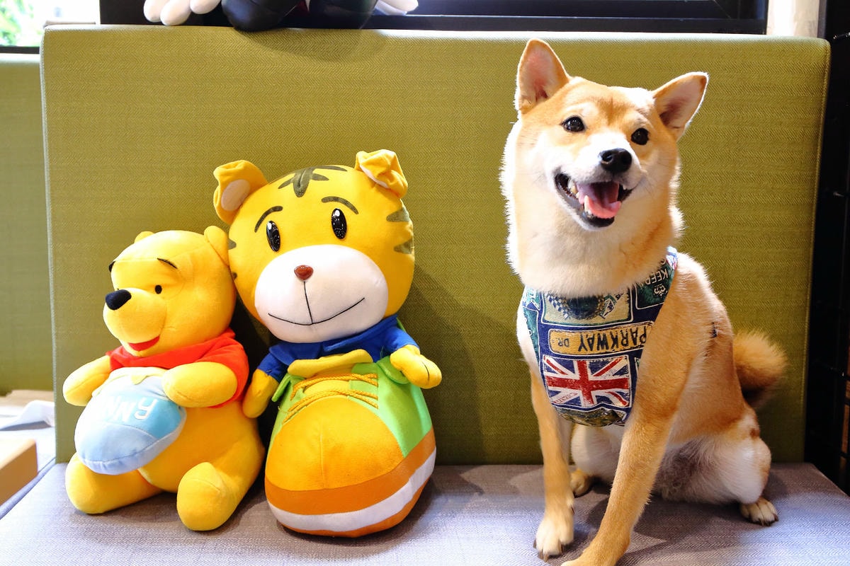 【食。台中】森林小徑-大墩店〜IG瘋打卡!當個森林系女孩!療癒喵店長坐檯陪你吃,味蕾與視覺的享受!