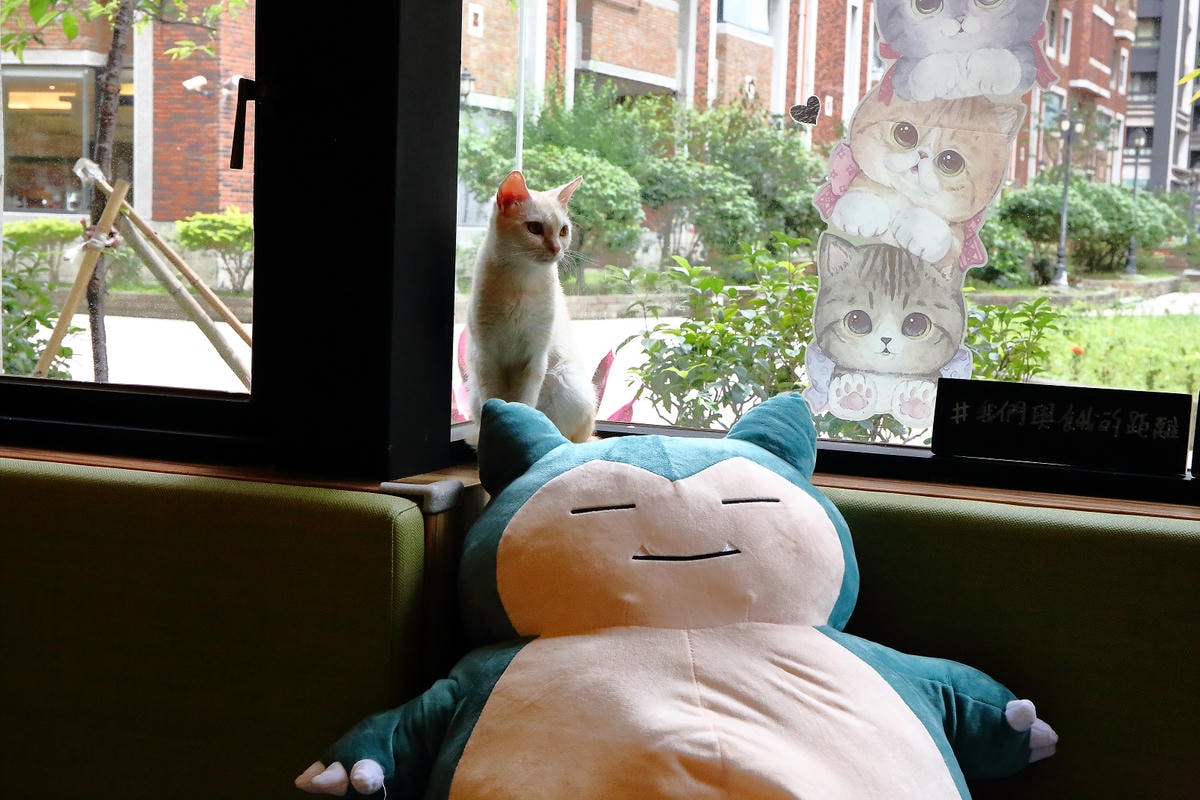 【食。台中】森林小徑-大墩店〜IG瘋打卡!當個森林系女孩!療癒喵店長坐檯陪你吃,味蕾與視覺的享受!