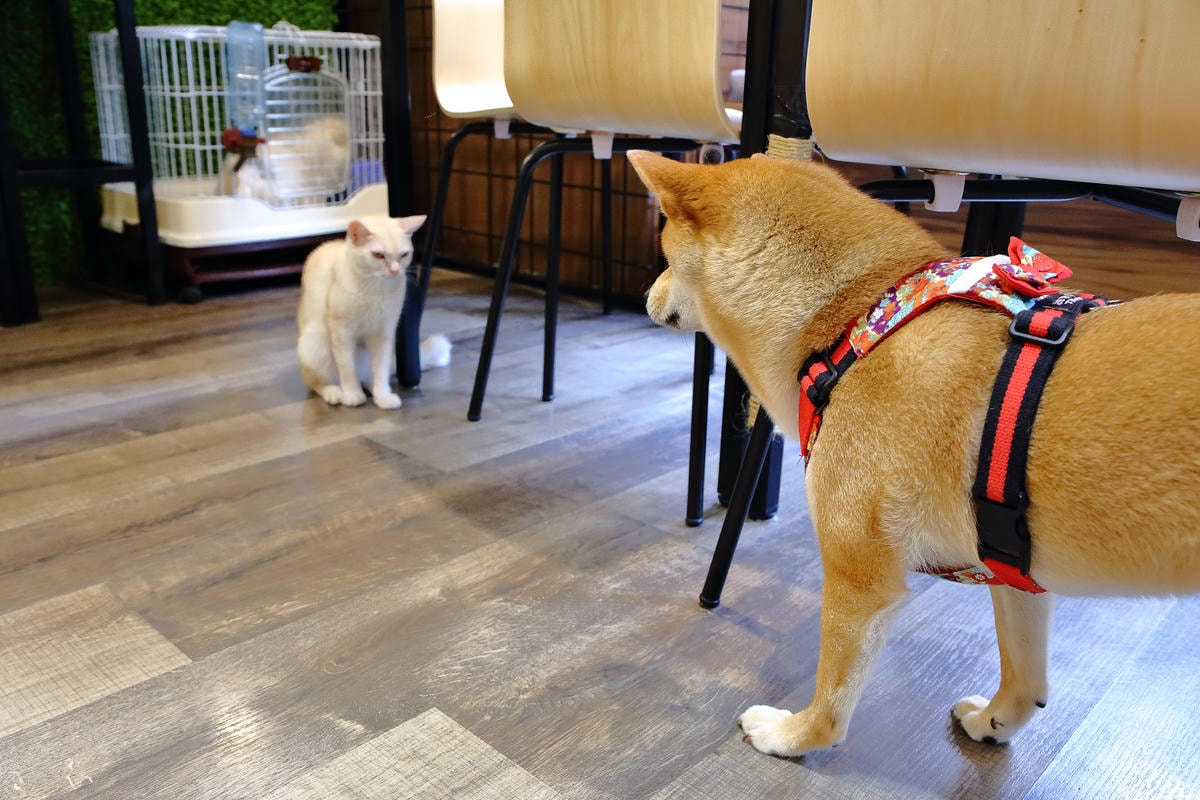 【食。台中】森林小徑-大墩店〜IG瘋打卡!當個森林系女孩!療癒喵店長坐檯陪你吃,味蕾與視覺的享受!