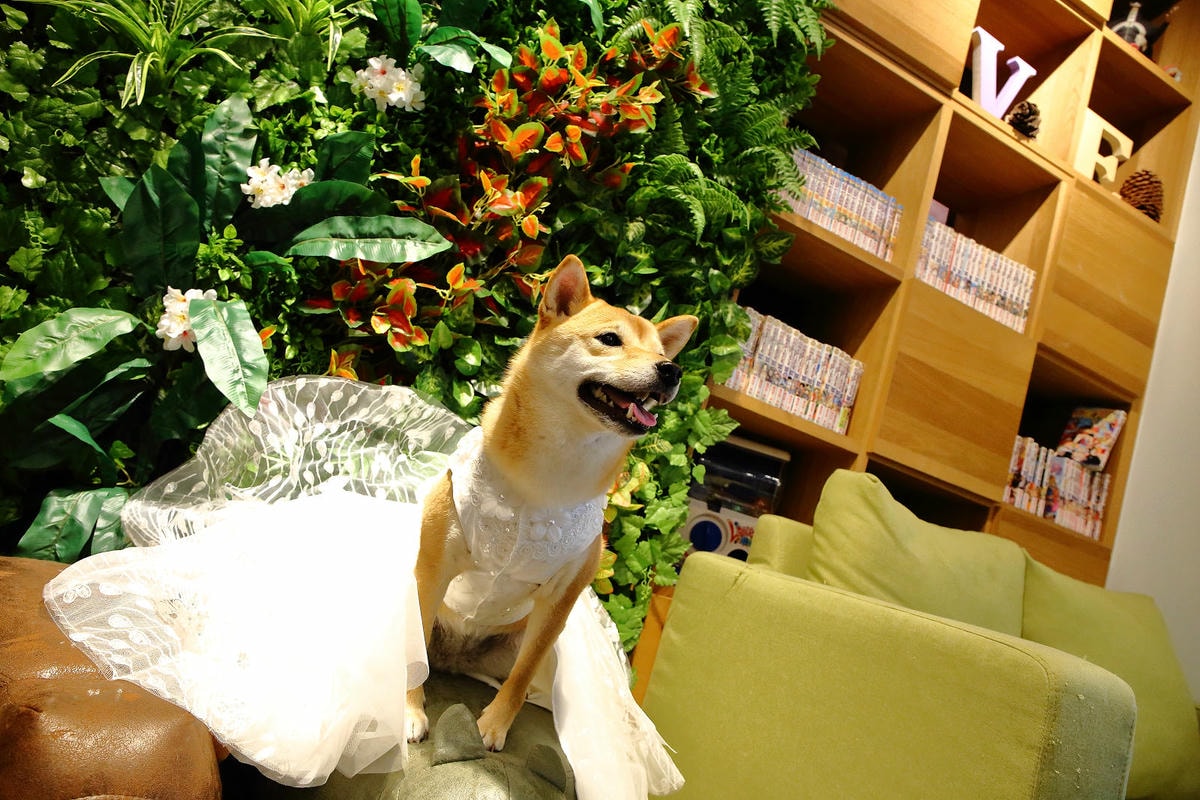 【食。台中】森林小徑-大墩店〜IG瘋打卡!當個森林系女孩!療癒喵店長坐檯陪你吃,味蕾與視覺的享受!