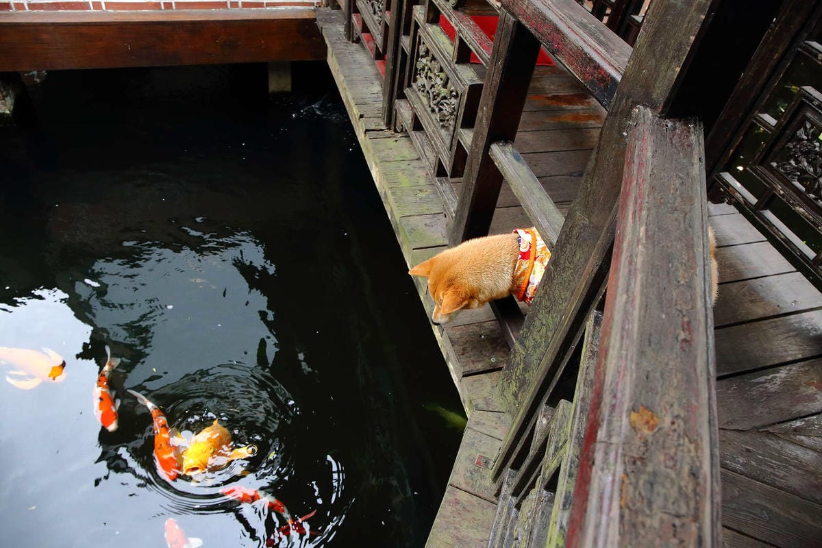 【食。中壢】友竹居茶藝館〜5、6年級生的共同回憶！中國風庭園