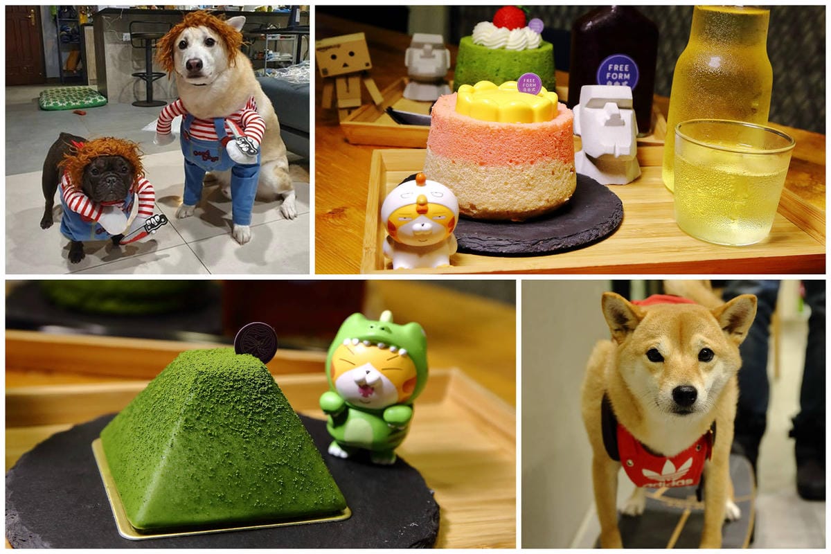 【北北基寵物友善餐廳、旅遊景點懶人包】帶毛小孩吃喝玩樂趴趴G