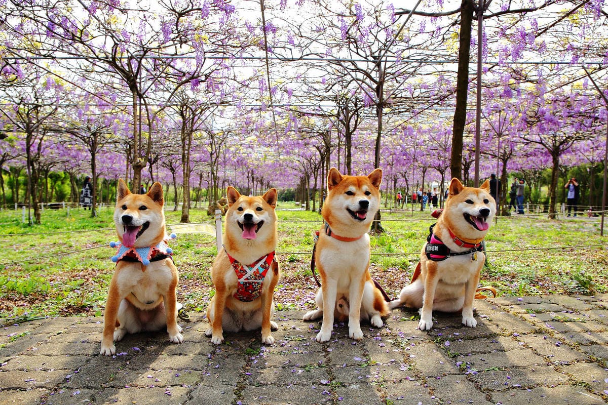 【北北基寵物友善餐廳、旅遊景點懶人包】帶毛小孩吃喝玩樂趴趴G