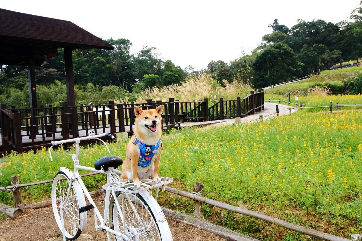 【北北基寵物友善餐廳、旅遊景點懶人包】帶毛小孩吃喝玩樂趴趴G
