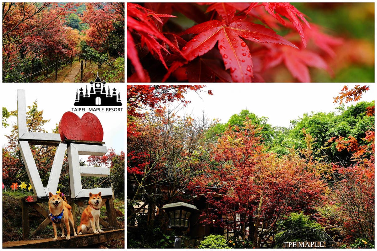 【北北基寵物友善餐廳、旅遊景點懶人包】帶毛小孩吃喝玩樂趴趴G
