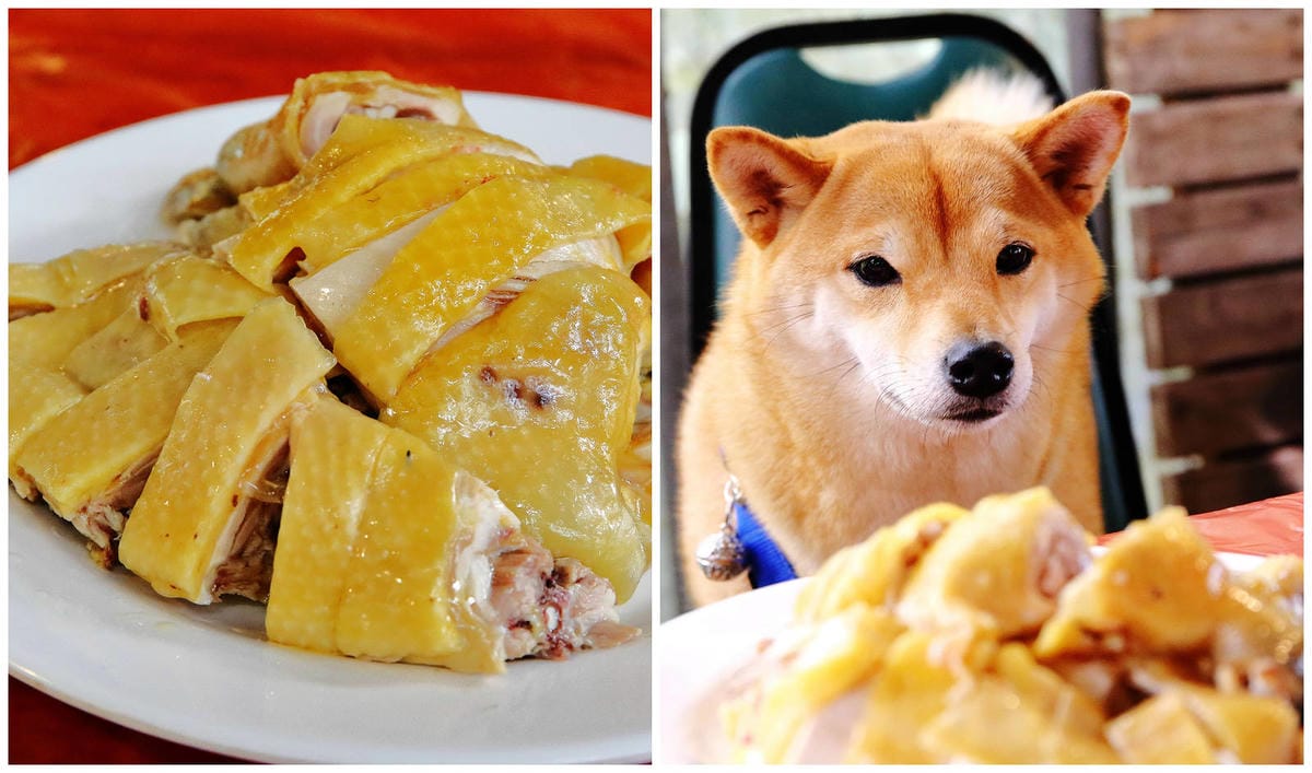 【北北基寵物友善餐廳、旅遊景點懶人包】帶毛小孩吃喝玩樂趴趴G