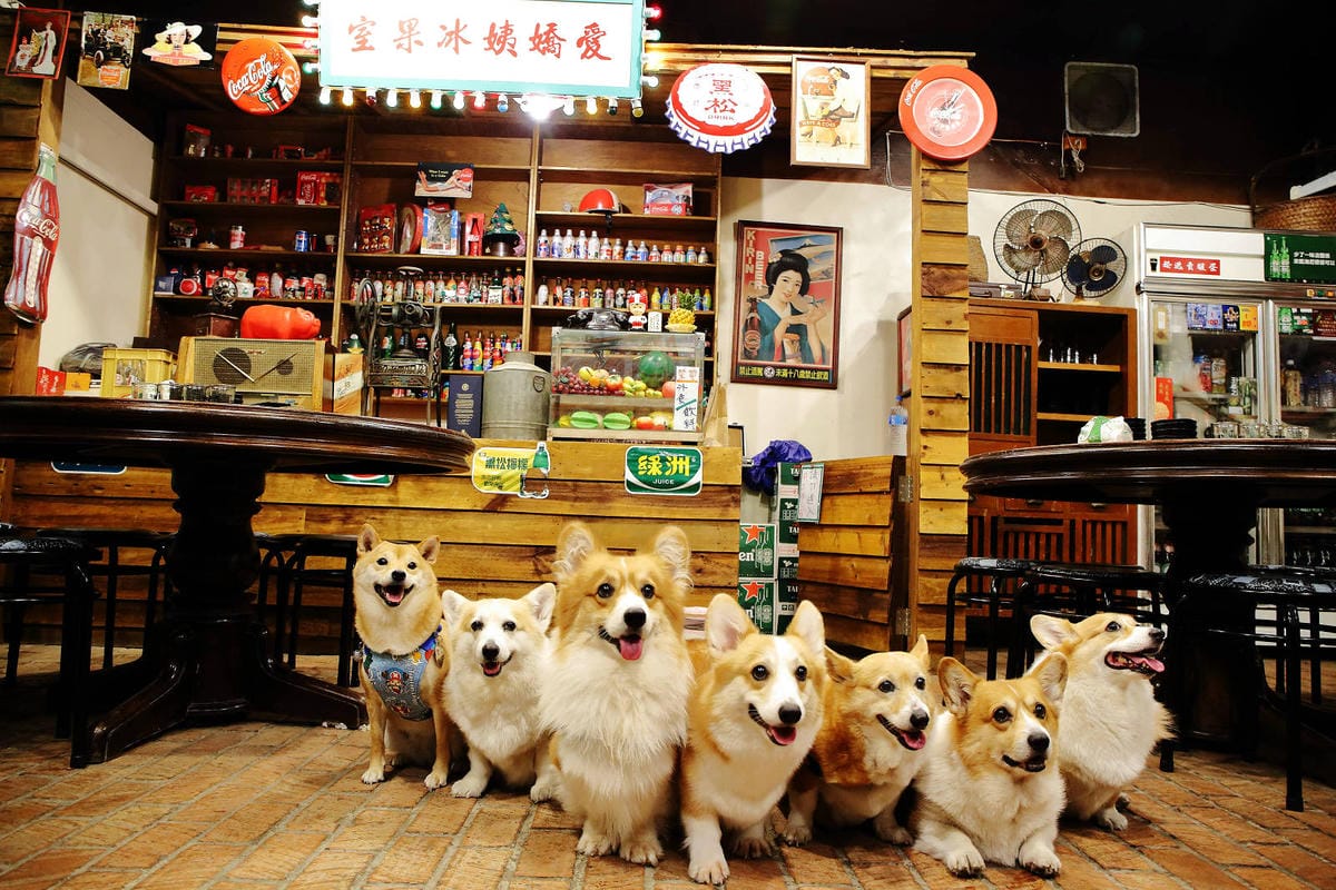 【北北基寵物友善餐廳、旅遊景點懶人包】帶毛小孩吃喝玩樂趴趴G