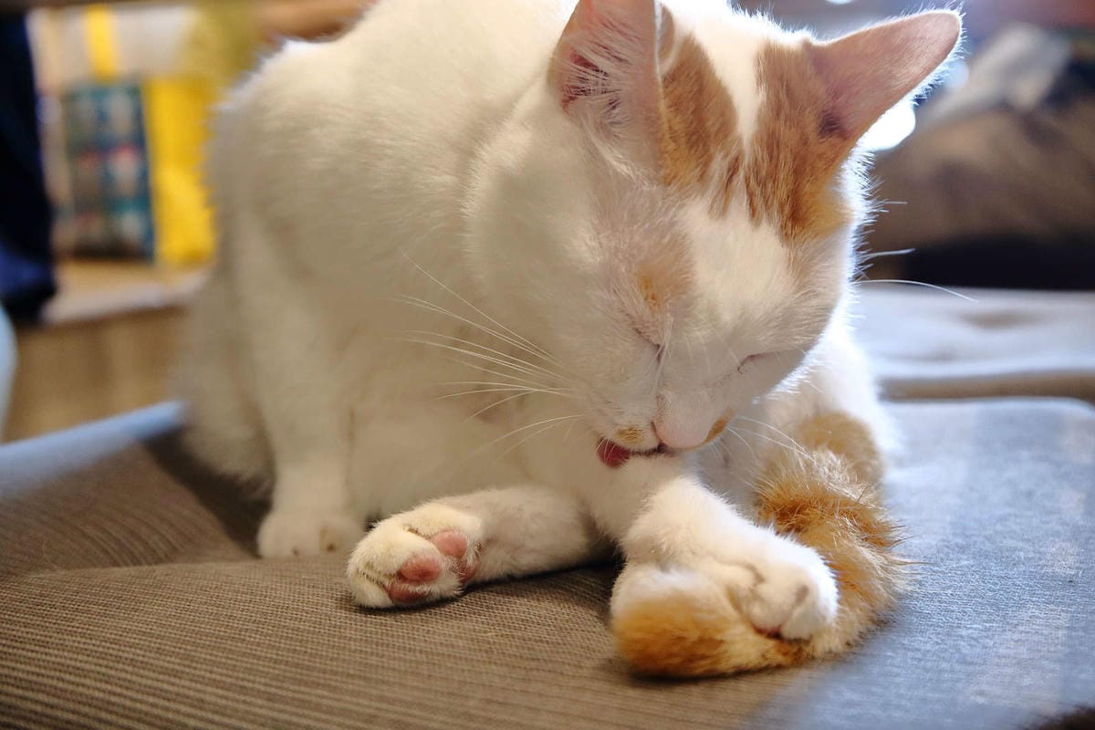 【食。桃園】DeMo House 戴莫好食屋〜貓控不能錯過的超療癒貓咪餐廳！敲可愛喵星人陪你吃早午餐！(寵物友善餐廳)